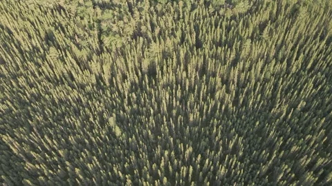 Aerial view looking down at an extensive evergreen forest as the sun rises  Stock Footage 263583346