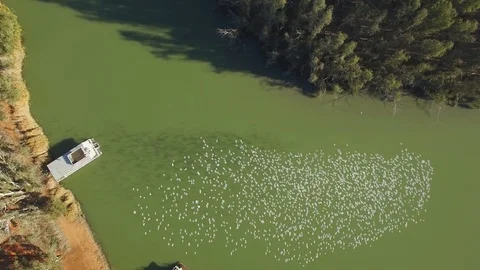 Aerial view looking down at flock of white parrots flying together over Murra Stock Footage 93222770
