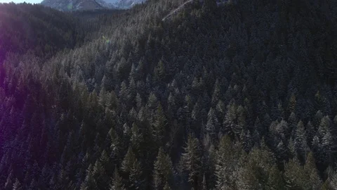 Aerial view looking down at forest of pine trees in winter Stock Footage