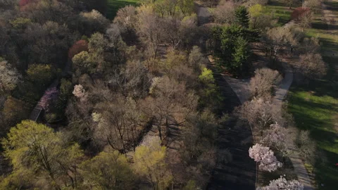Aerial view looking down at the forrest in Brooklyn's Prospect Park Video stock 243875046