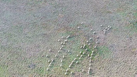 An aerial view looking down at free range sheep running across a pasture in.. Stock Footage 255614084