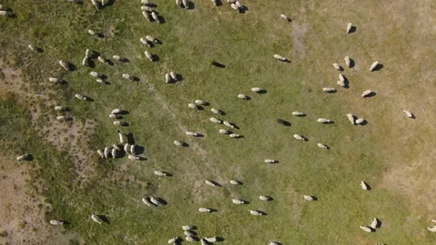 Aerial view looking down on a heard of sheep grazing in a meadow 스톡 동영상 142248712
