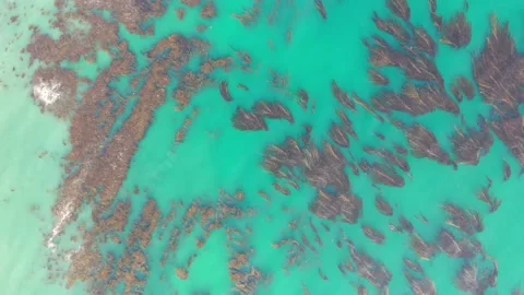 Aerial view looking down at kelp seaweed floating in the ocean Stock Footage 150774183
