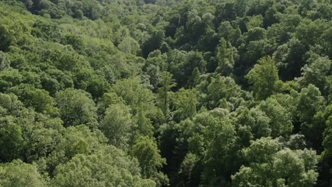 Aerial view looking down on lush tree canopy in Hocking Hills Ohio Stock Footage 233639324