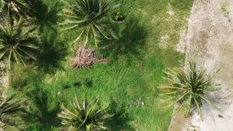 Aerial View Looking Down at Palm Trees on Beach Stock Footage 85136190