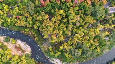 Aerial view looking down at river and colorful forest in Autumn Stock Footage 141098552