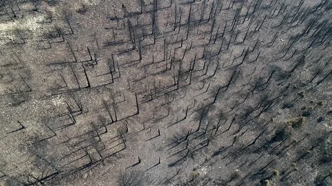 Aerial view looking down at a scorched forest from a forest fire Video stock 92561978