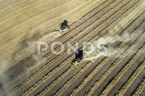 Aerial view looking down onto two combines harvesting rows of cut canola, West o Stock Photos