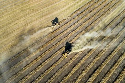 Aerial view looking down onto two combines harvesting rows of cut canola, West o Stock Photos