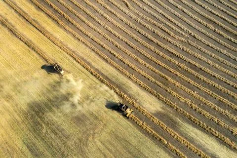 Aerial view looking down onto two combines harvesting rows of cut canola, West o Stock-Fotos