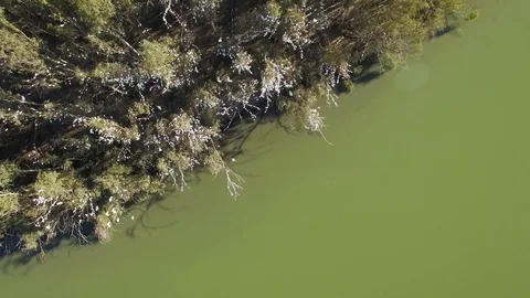 Aerial view looking down at white parrots flying between trees on Murray Rive Stock Footage 93220203