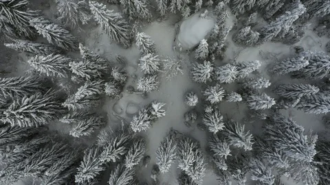 Aerial view looking straight down at snow covered trees Stock Footage 102530837