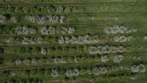 Aerial view looking straight down of fruit trees blooming. Video stock 106790983