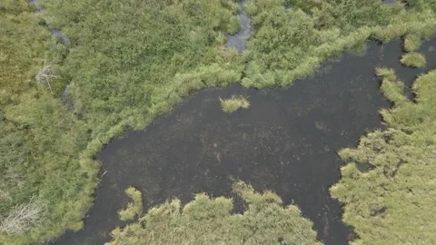 Aerial view looking straight down onto a beaver pond surrounded by green plants. Vídeo Stock 158101508