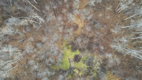 Aerial view looking straight down through a leafless autumn forest at fall Stock Footage 326831209