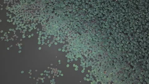 Aerial View of Lotus Leaf Texture Pattern Stock-Footage 343577571