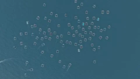 Aerial view of lovina dolphin watching tour boats in bali Stock Footage 328921663