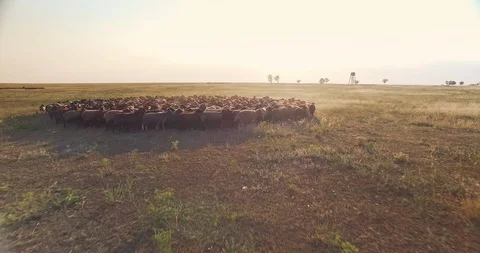 Aerial view from low altitude of flock of sheep in Ukrainian steppe Stock Footage 106534997