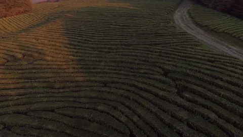 Aerial view low flight above tea plantation Stock Footage 101834494