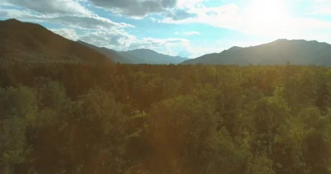 Aerial view. Low flight above evergreen pine tree landscape with endless Stock Footage 221687355
