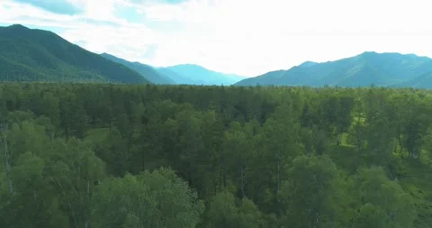 Aerial view. Low flight above evergreen pine tree landscape with endless Stock Footage 221687672