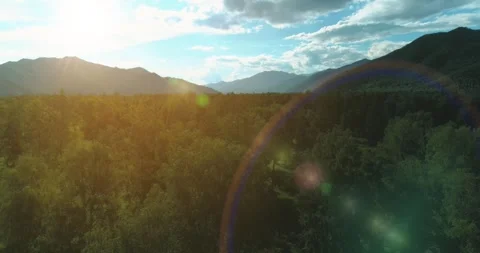 Aerial view. Low flight above evergreen pine tree landscape with endless Stock Footage 281112502