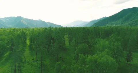 Aerial view. Low flight above evergreen pine tree landscape with endless Stock Footage 281113431