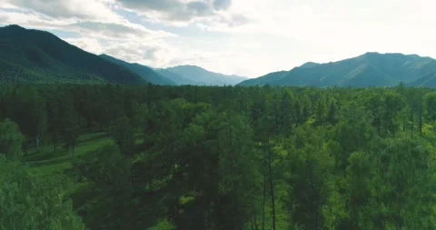 Aerial view. Low flight above evergreen pine tree landscape with endless Stock Footage 284763238