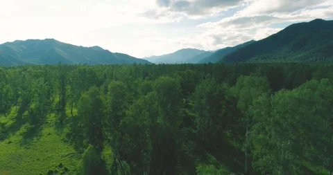 Aerial view. Low flight above evergreen pine tree landscape with endless Stock Footage 284763376