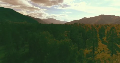 Aerial view. Low flight above evergreen pine tree landscape with endless Stock Footage 284763798