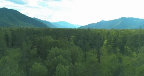 Aerial view. Low flight above evergreen pine tree landscape with endless Stock Footage 284764137