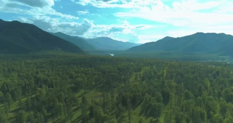 Aerial view. Low flight above evergreen pine tree landscape with endless Stock Footage 284764735