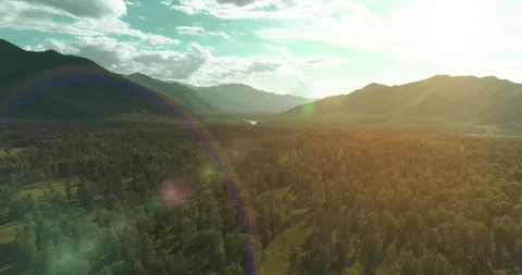 Aerial view. Low flight above evergreen pine tree landscape with endless Stock Footage 288936451