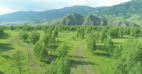 Aerial view. Low flight above evergreen pine tree landscape with endless Stock Footage 293545339