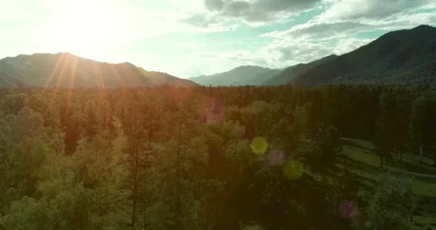 Aerial view. Low flight above evergreen pine tree landscape with endless Stock Footage 293545420