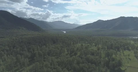 Aerial view. Low flight above evergreen pine tree landscape with endless Stock Footage 293545759