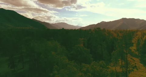 Aerial view. Low flight above evergreen pine tree landscape with endless Stock Footage 293601433