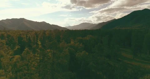 Aerial view. Low flight above evergreen pine tree landscape with endless Stock Footage 293602344