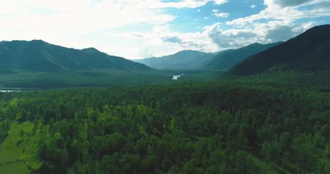 Aerial view. Low flight above evergreen pine tree landscape with endless Stock Footage 310290936