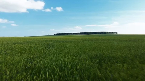 Aerial view, Low flight over grass Vídeo Stock 97152972