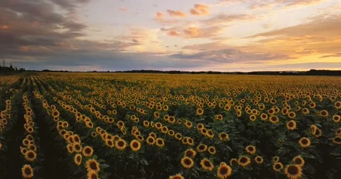 Aerial view: Low flying above the sunflower field at sunset. Flying forward and Stock Footage 135682136