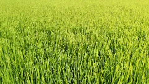 Aerial view, low flying over paddy field. Stock Footage 166044524