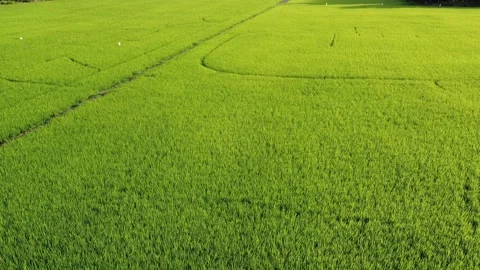 Aerial view, low flying over paddy field. Stock Footage 166044603