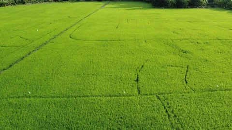 Aerial view, low flying over paddy field. Stock Footage 166044619