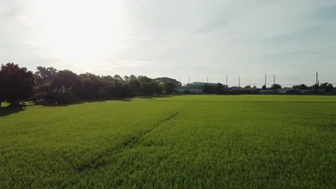 Aerial view, low flying over paddy field. Stock Footage 166044661