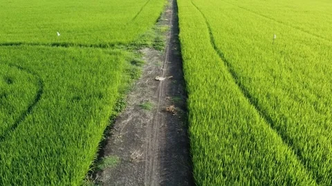 Aerial view, low flying over paddy field. Stock Footage 166044722