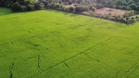 Aerial view, low flying over paddy field. Stock Footage 166044788