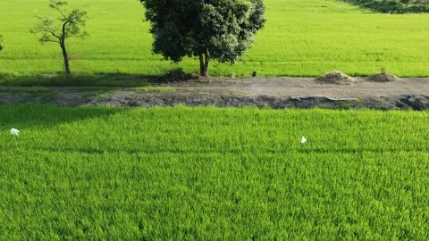 Aerial view, low flying over paddy field. Stock Footage 166044817
