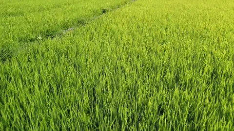 Aerial view, low flying over paddy field. Stock Footage 166044837