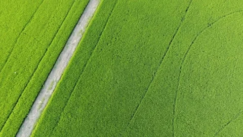 Aerial view, low flying over paddy field. Stock Footage 166044891